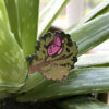 Pin: If A Caterpillar Can Fly, Why Can't I?™  Tree Part 2 - Image 4